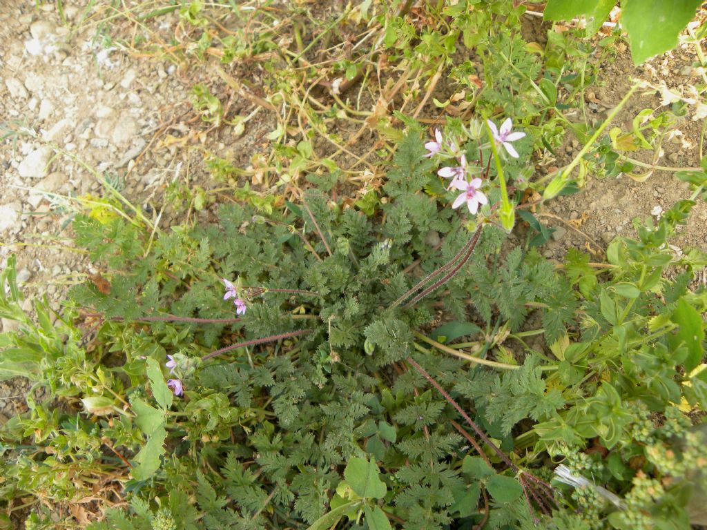 Erodium cicutarium